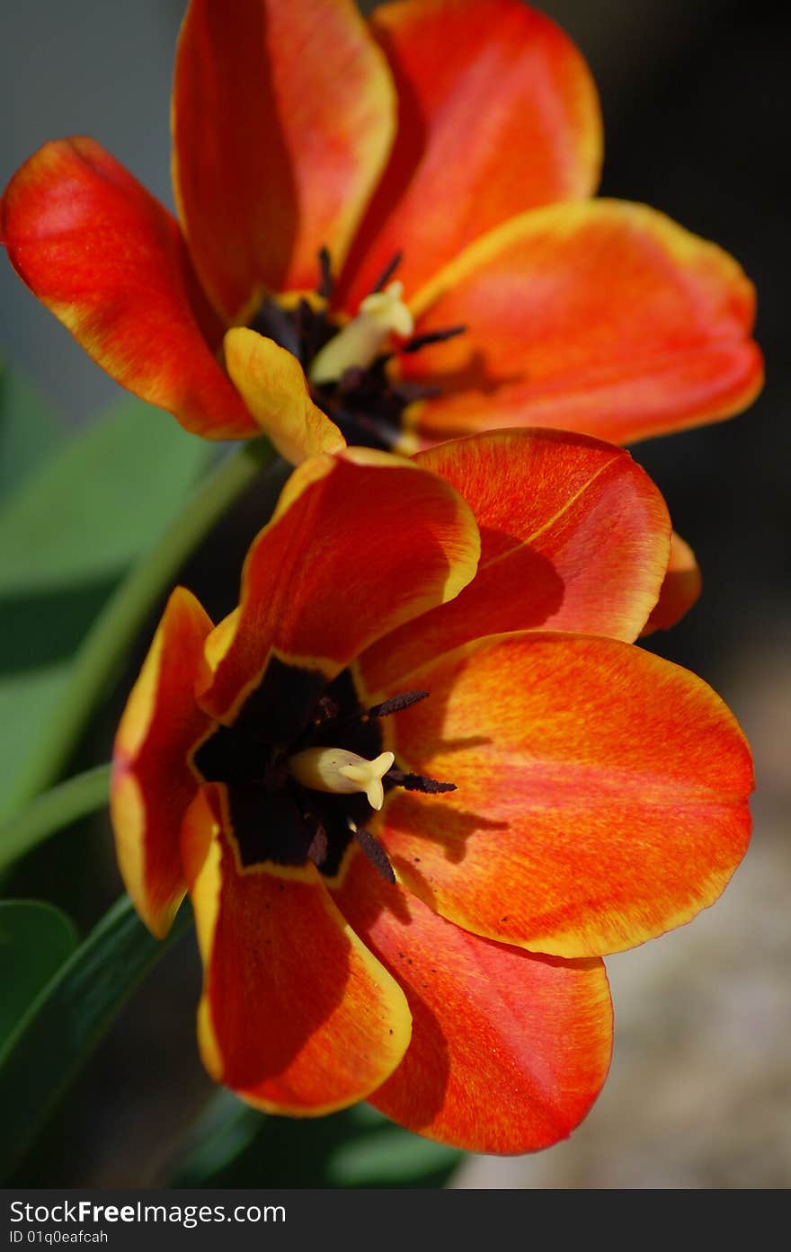 Fire Orange Tulips