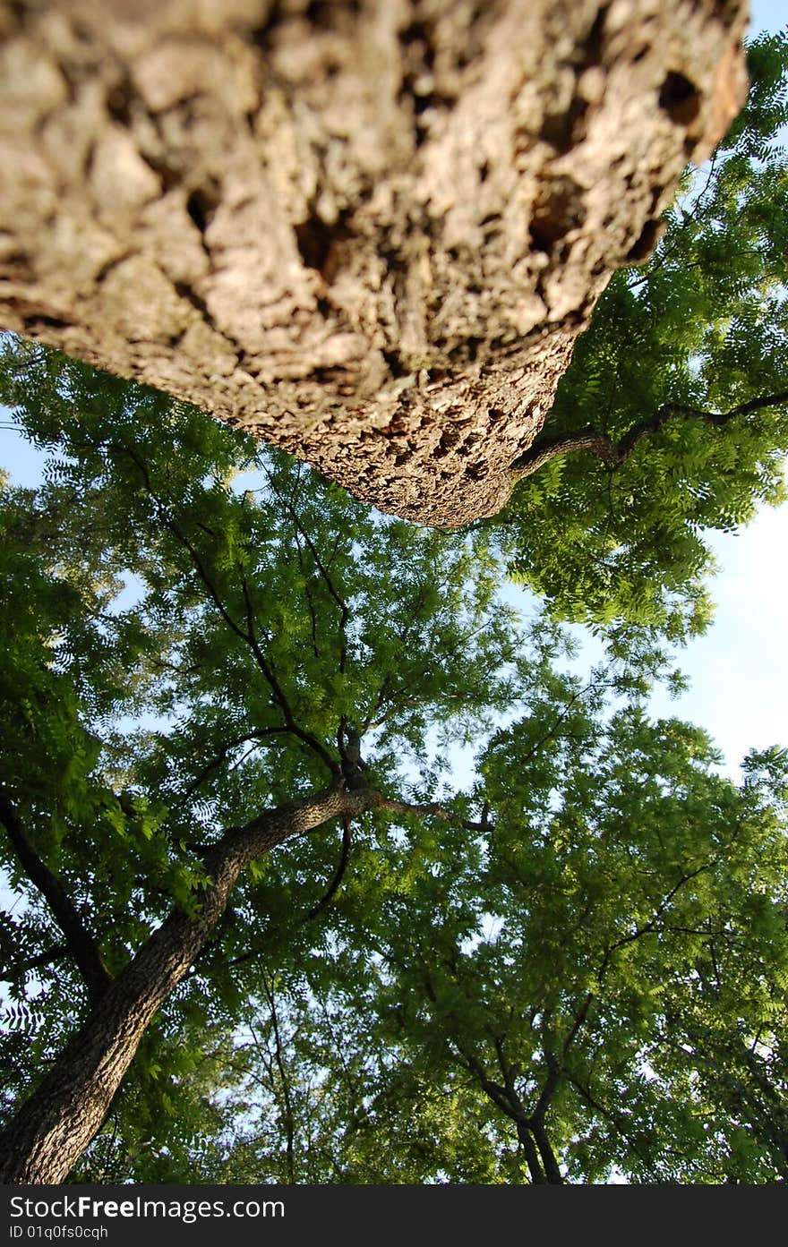 Looking up through some trees.