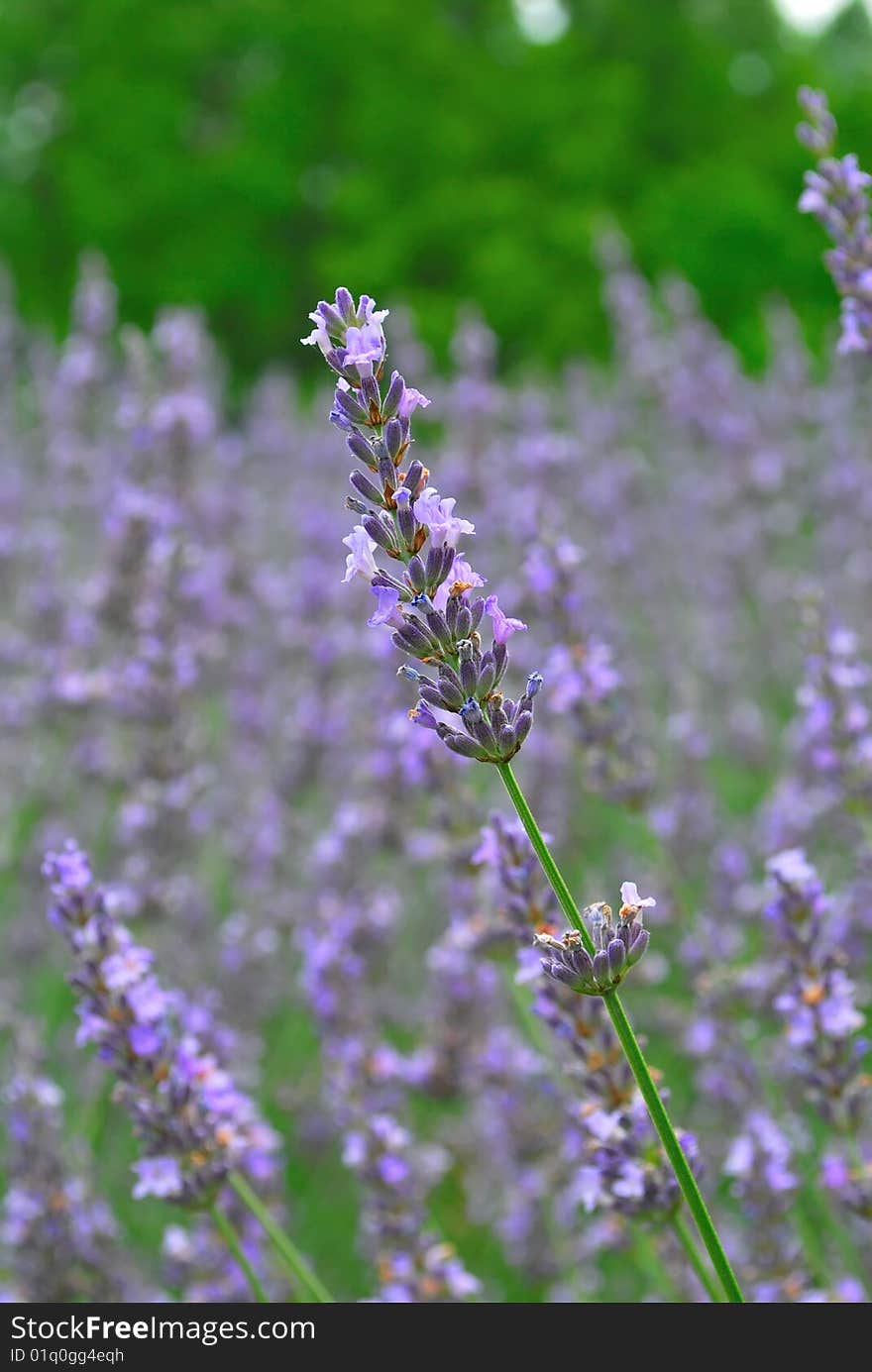 Close Up View Of Lavander Flowers In Full Bloom