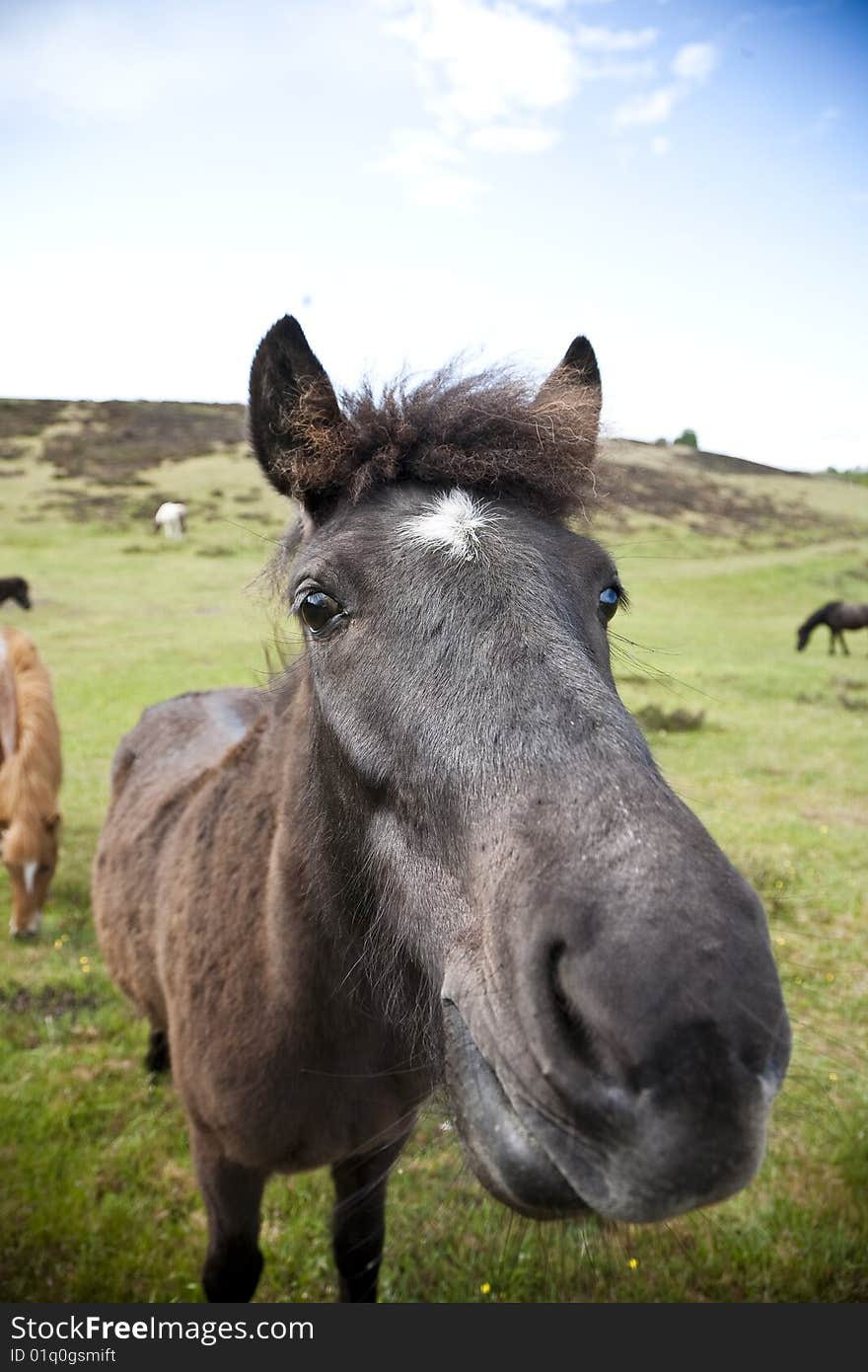 Horse from Island