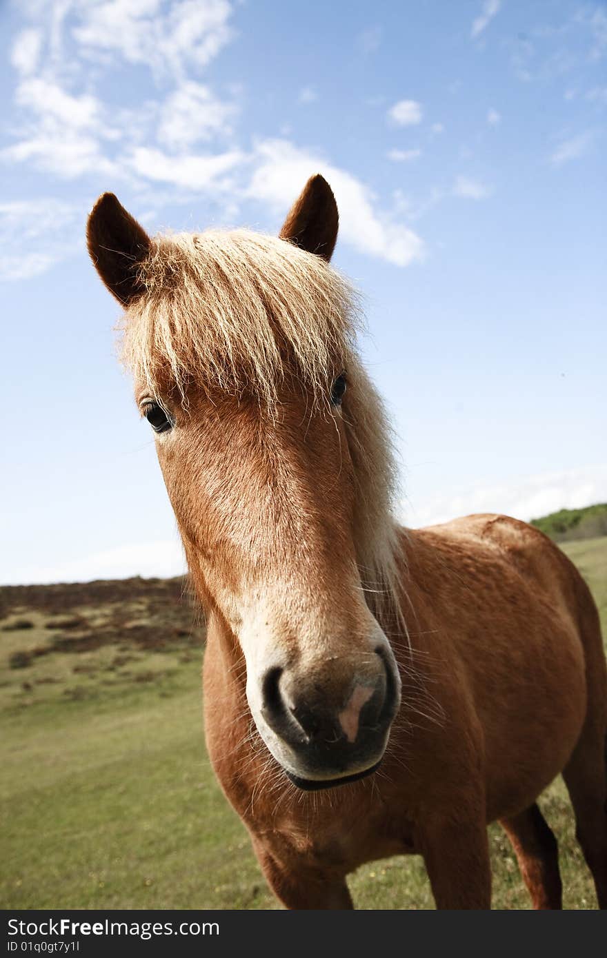 Horse from Island