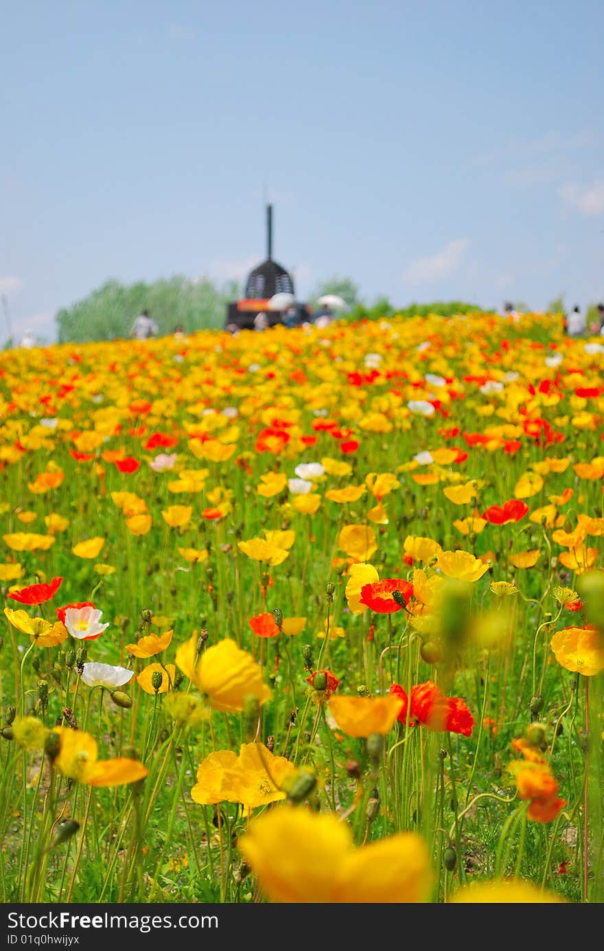 Field of poppies in full bloom