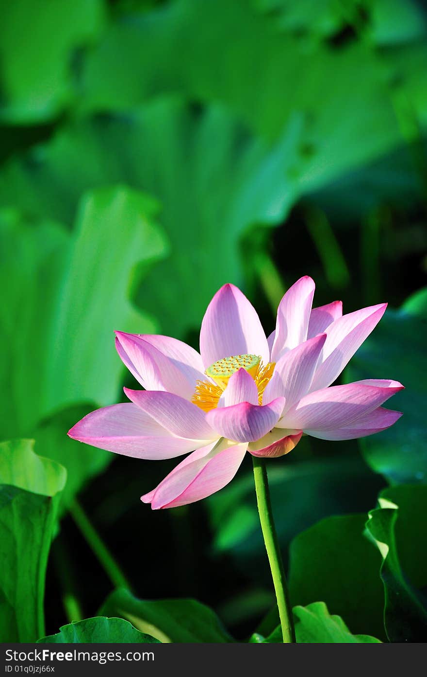 Lotus