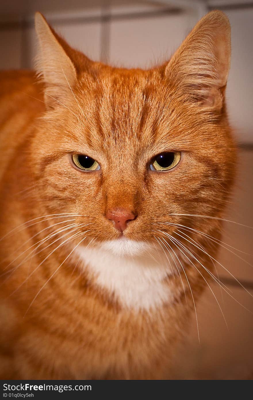 Closeup of a red cat