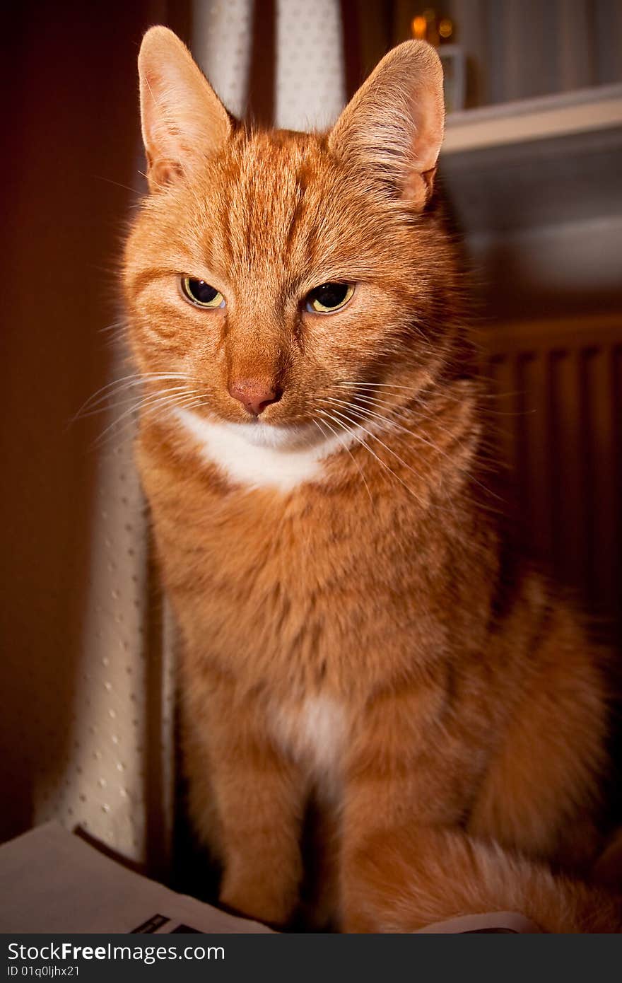 Closeup of an agry red cat