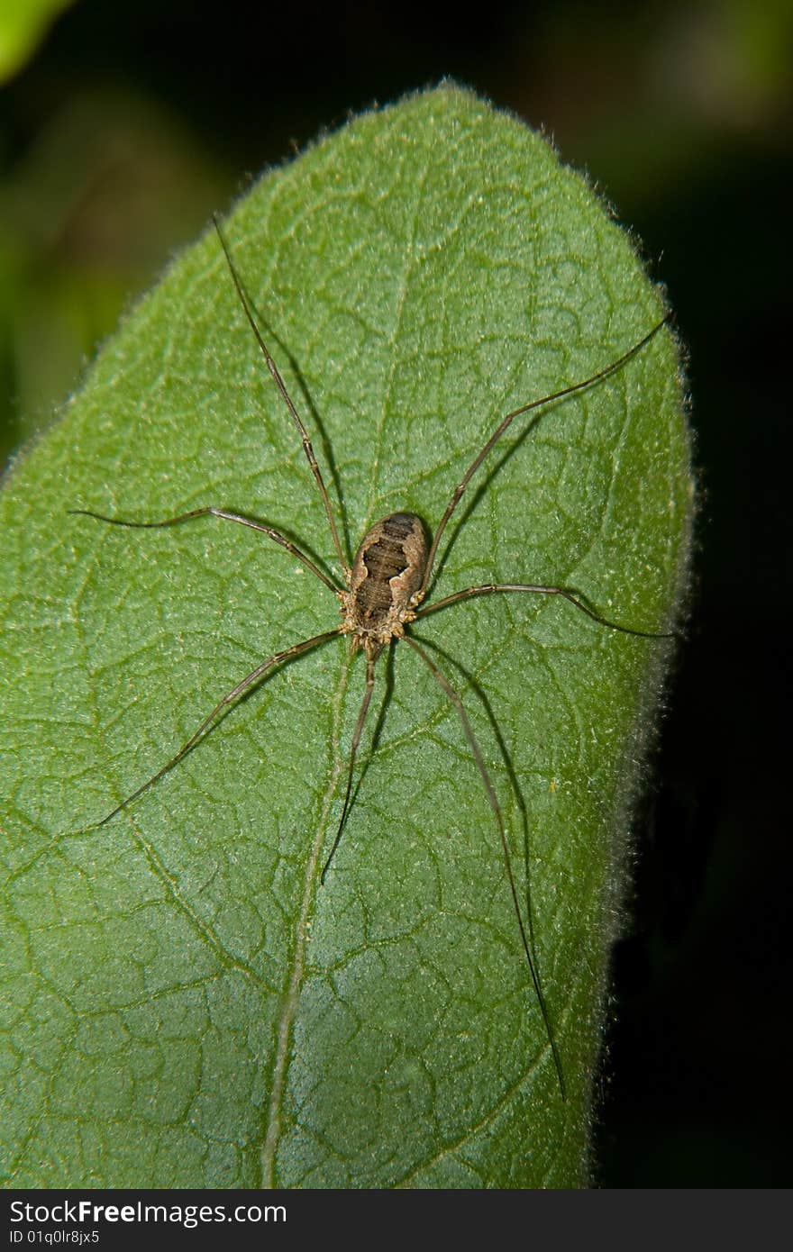 A daddy-long-legs or harvestman-not a true spider. A daddy-long-legs or harvestman-not a true spider