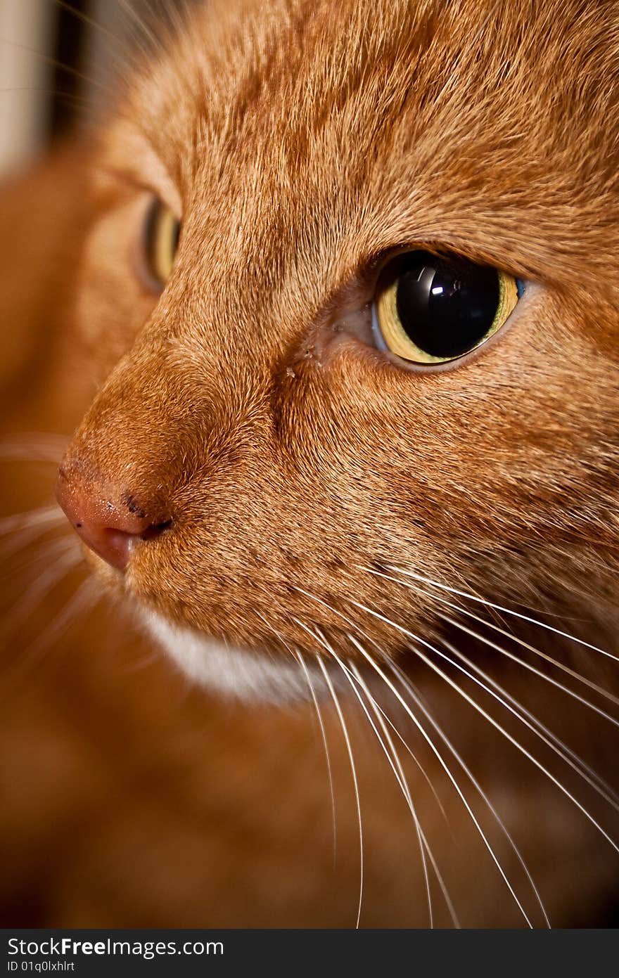 Closeup of a cat's face. Closeup of a cat's face