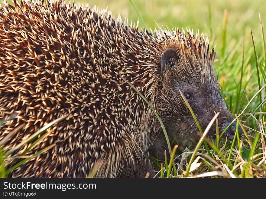 Hedgehog in the grass