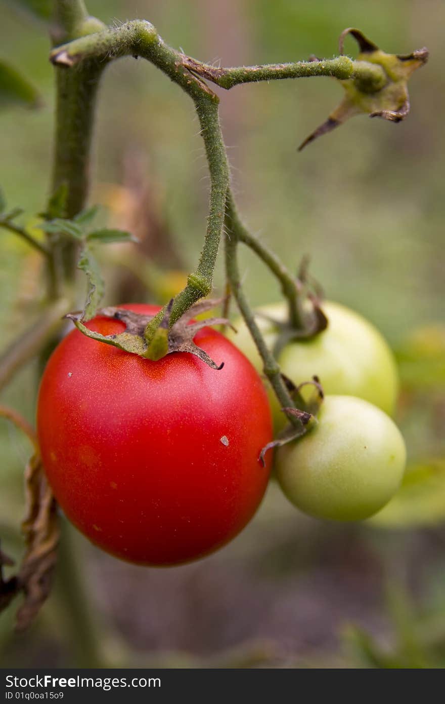 Tomato bush in a garden. Tomato bush in a garden