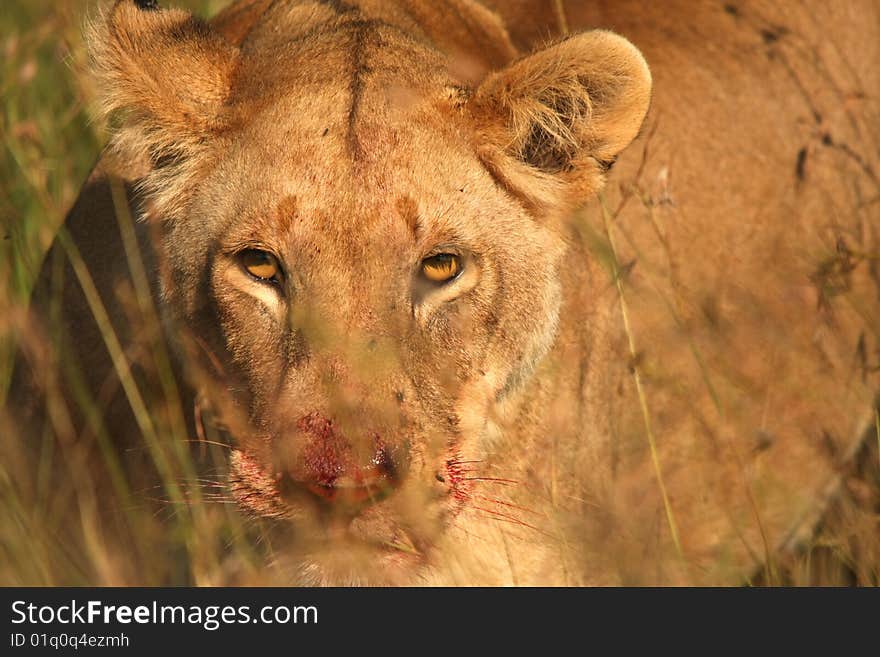 Female lion