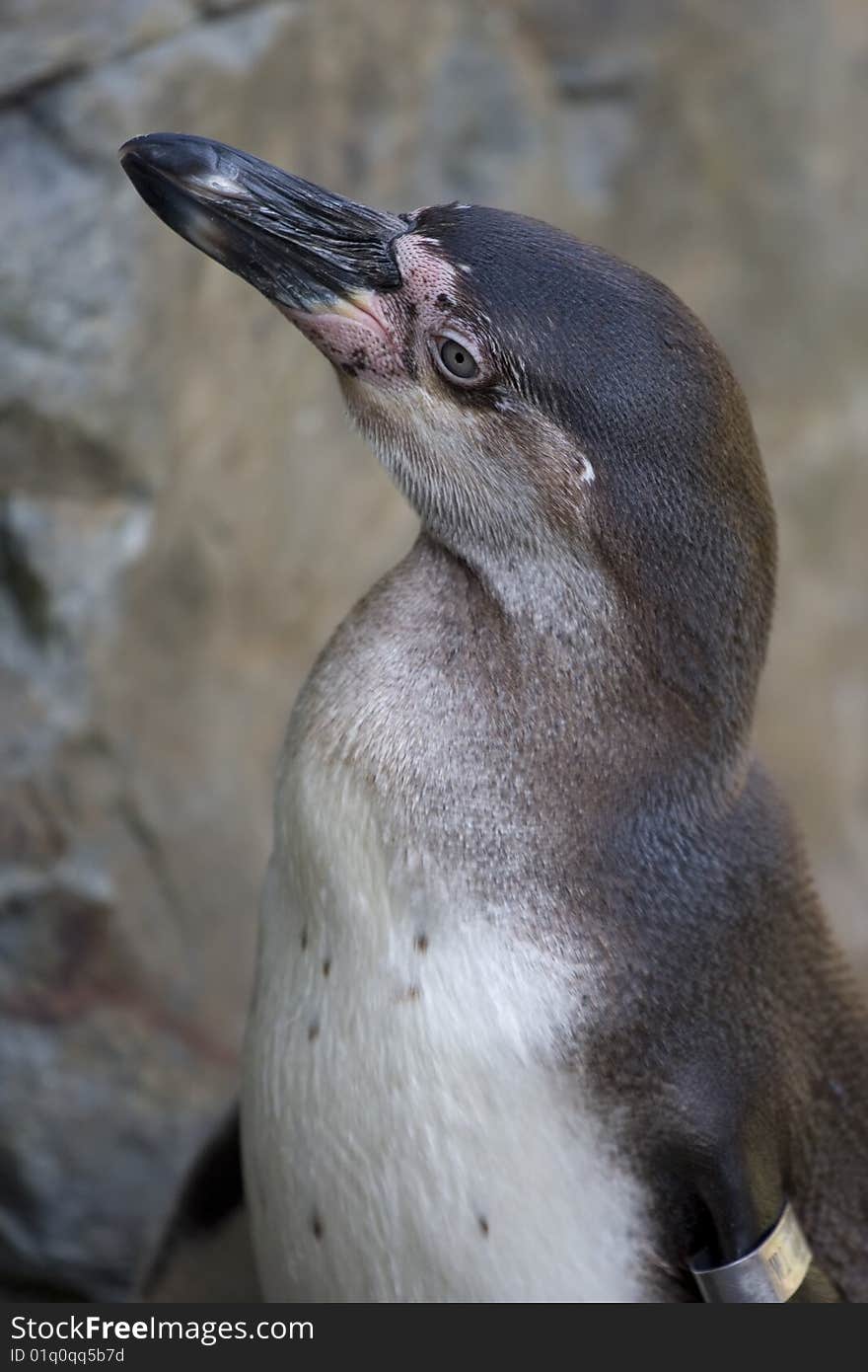 Penguin Portrait