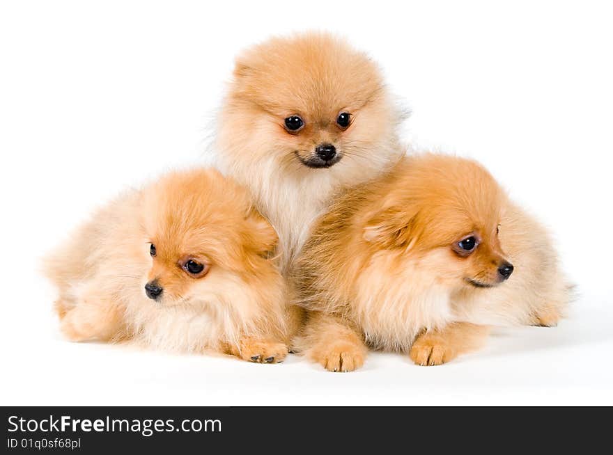 Three puppies of the spitz-dog in studio on a neutral background