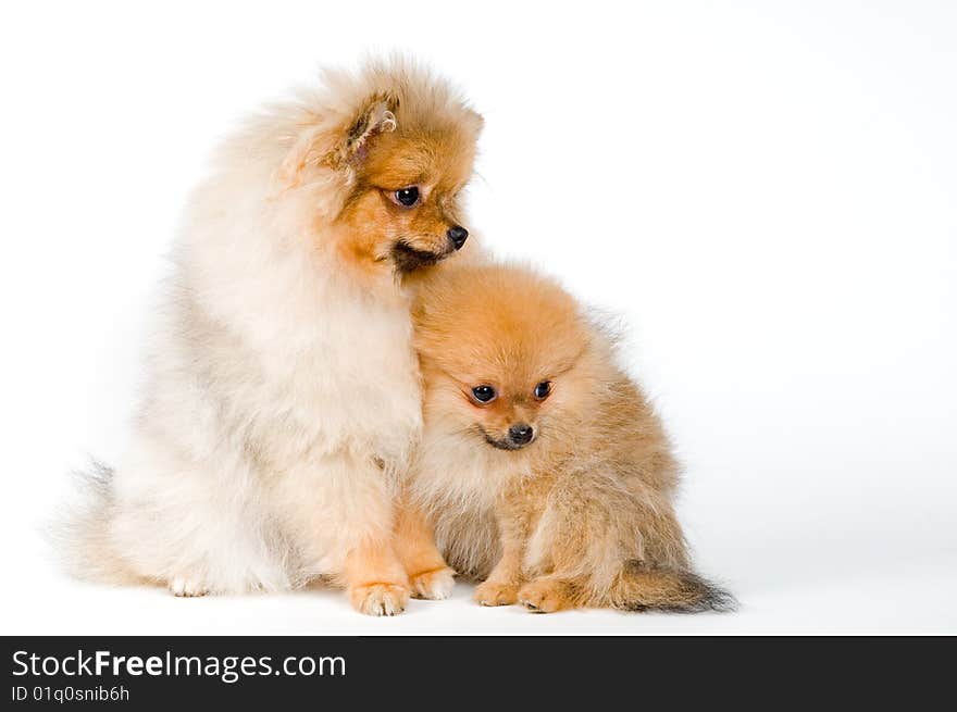 Two puppies of the spitz-dog in studio on a neutral background