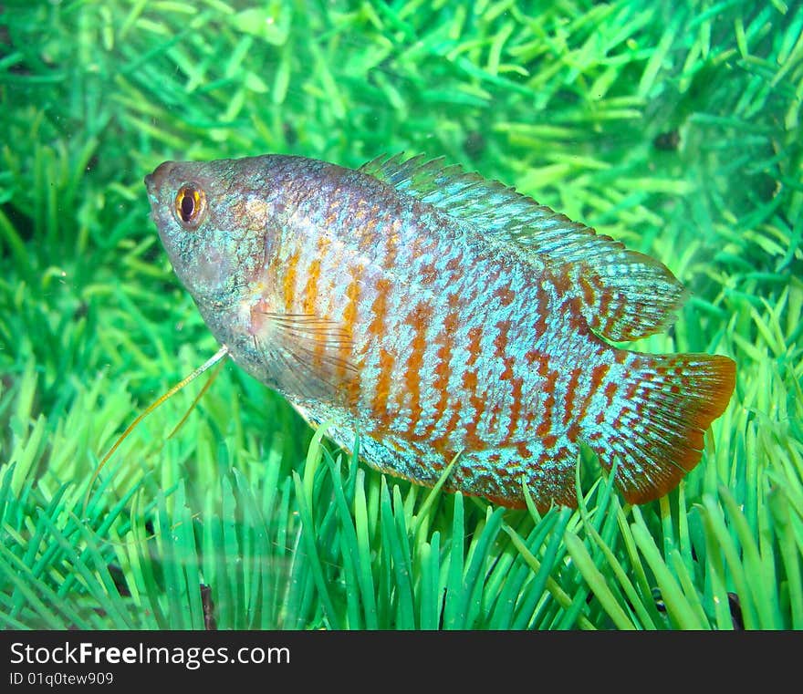 Beautiful blue-red aquarian small fish