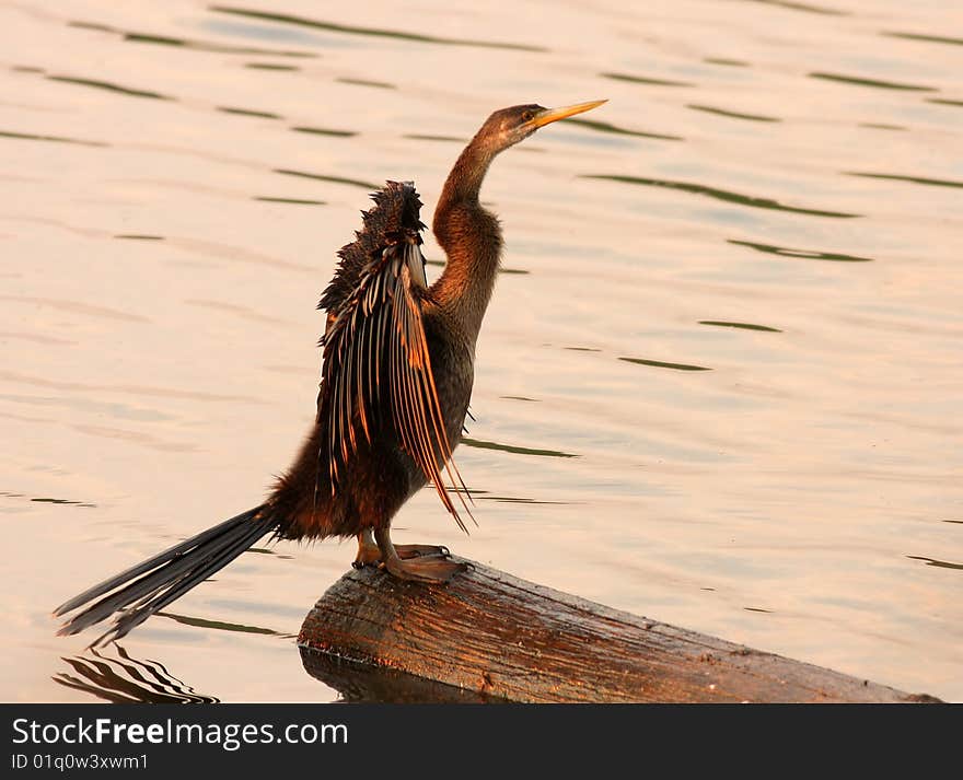 African Darter