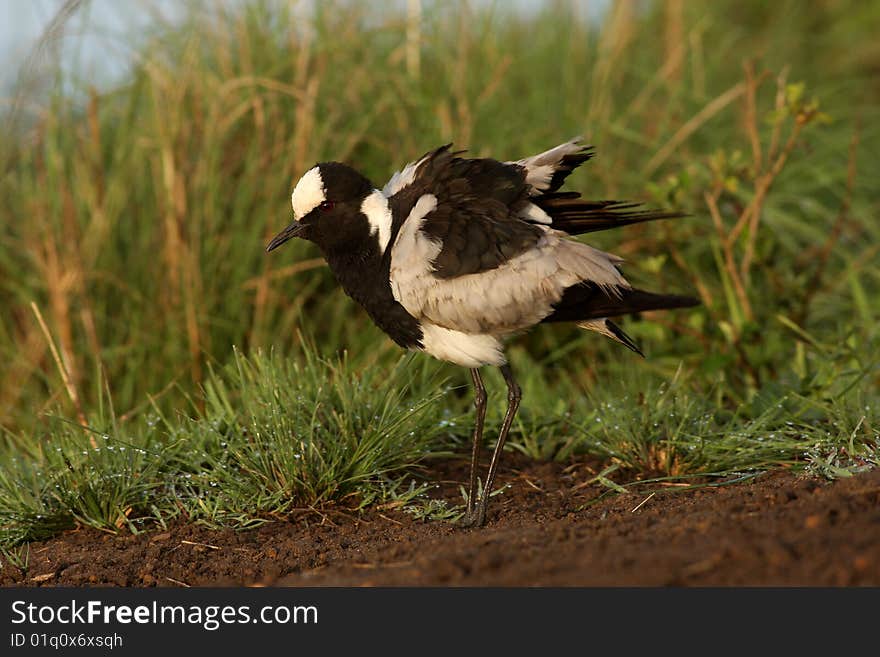 Black-Smith Lapwing