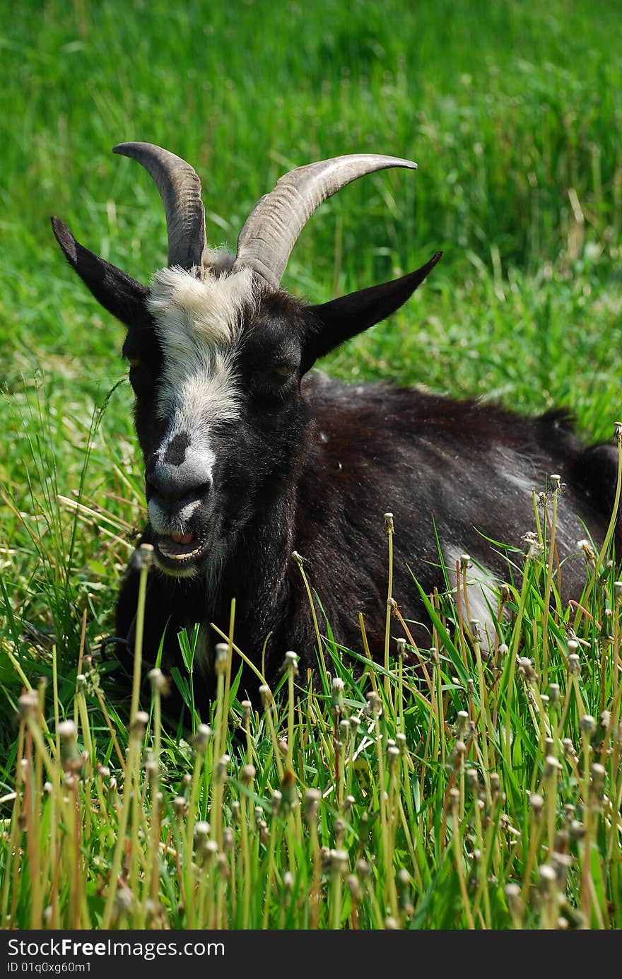 Goat on a background a green grass