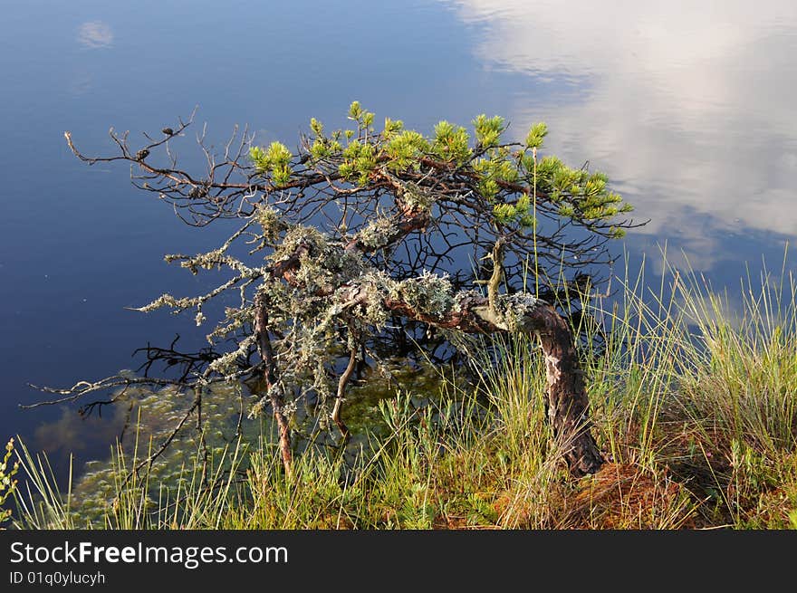 Small pine overhanging on a water in Kakerdaja Bog