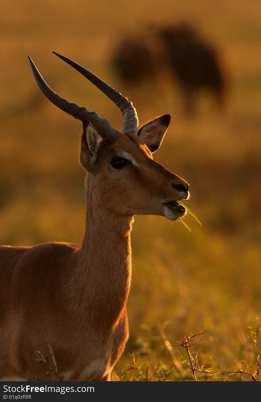 An Impala eating grass in the afternoon light. An Impala eating grass in the afternoon light.