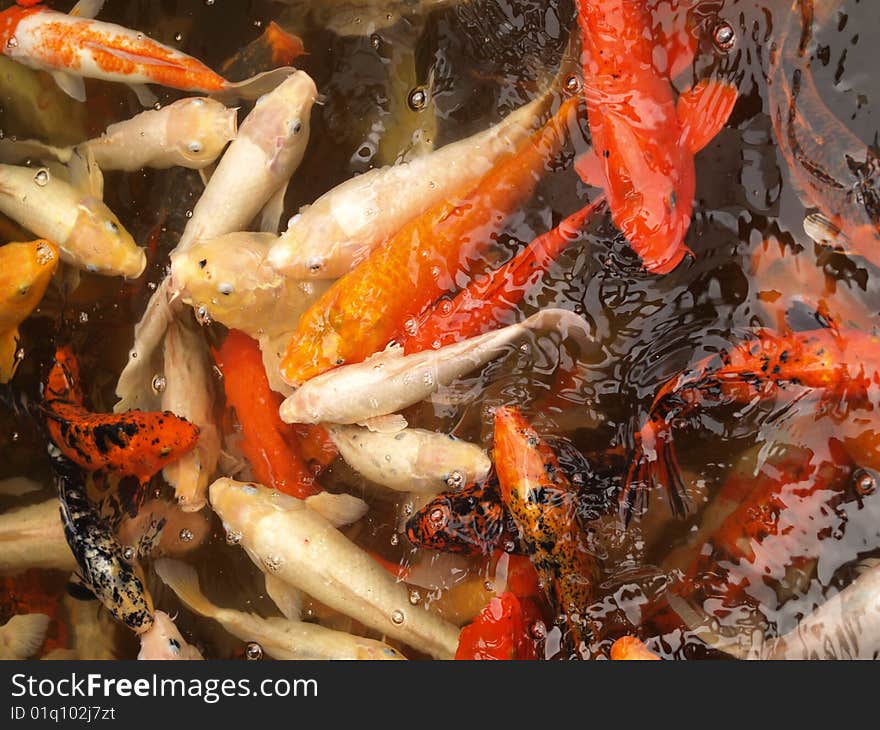 Orange and white Chinese Koi fish in a pond. Orange and white Chinese Koi fish in a pond.