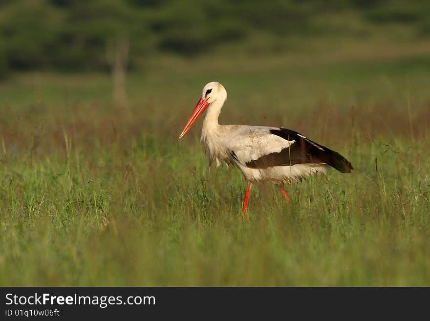 Image of a White Stalk, hunting for food.