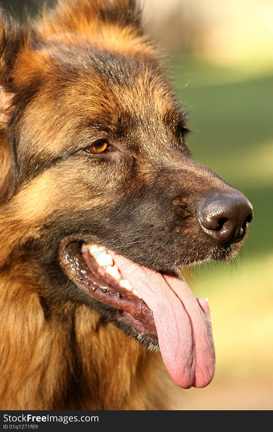 Portrait of a male German Shepard posing.