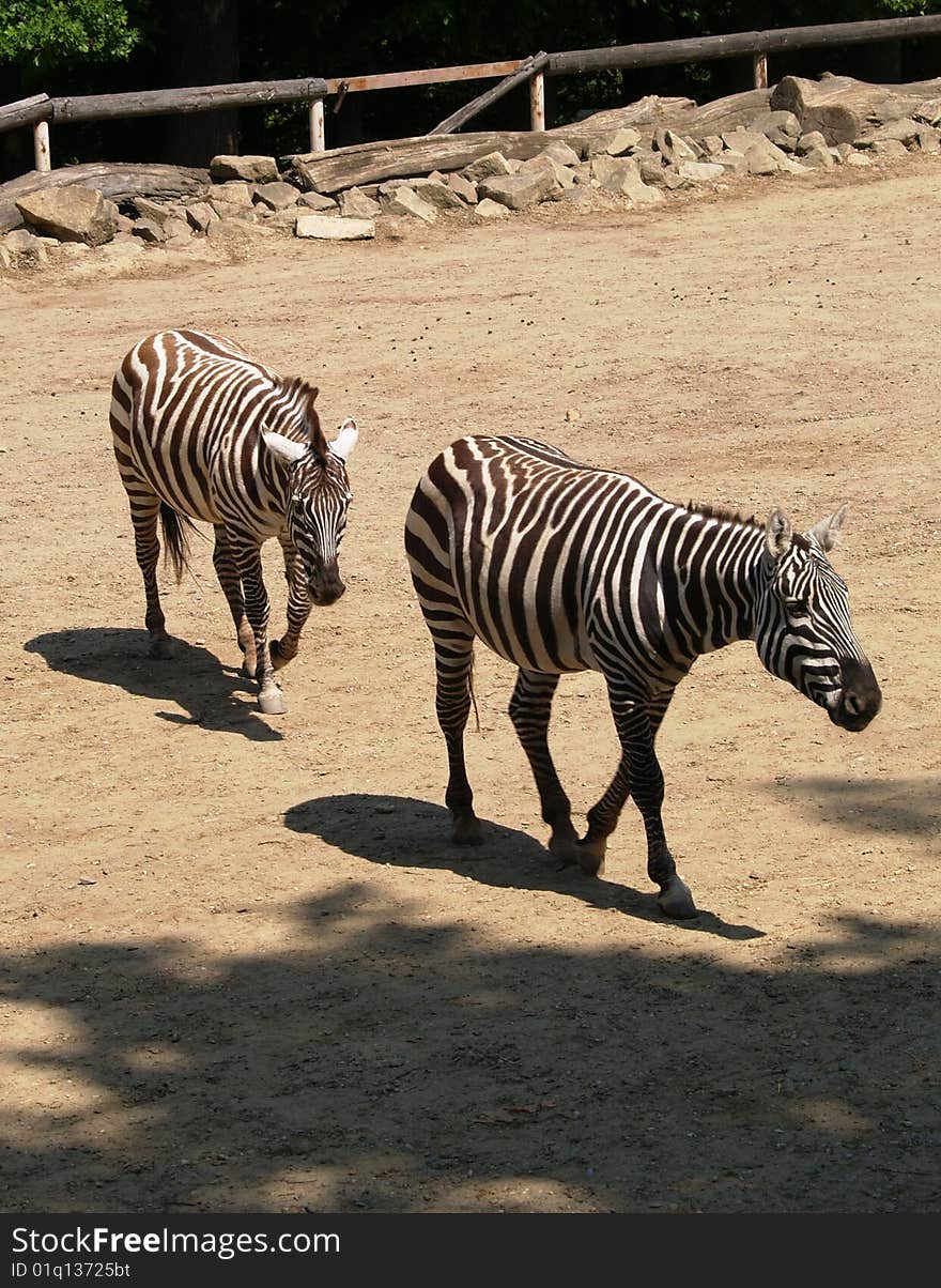 Two zebras