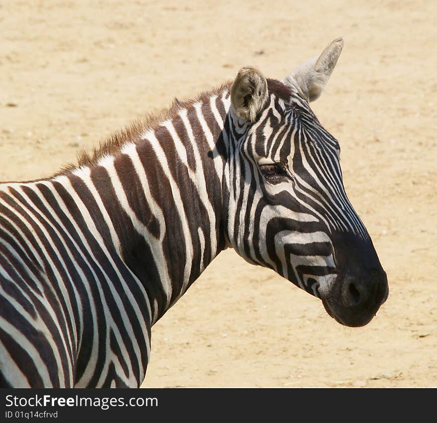 Head Of Zebra