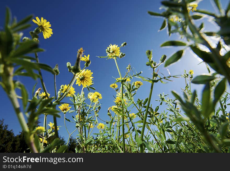 Group of yellow flowers photographed from below