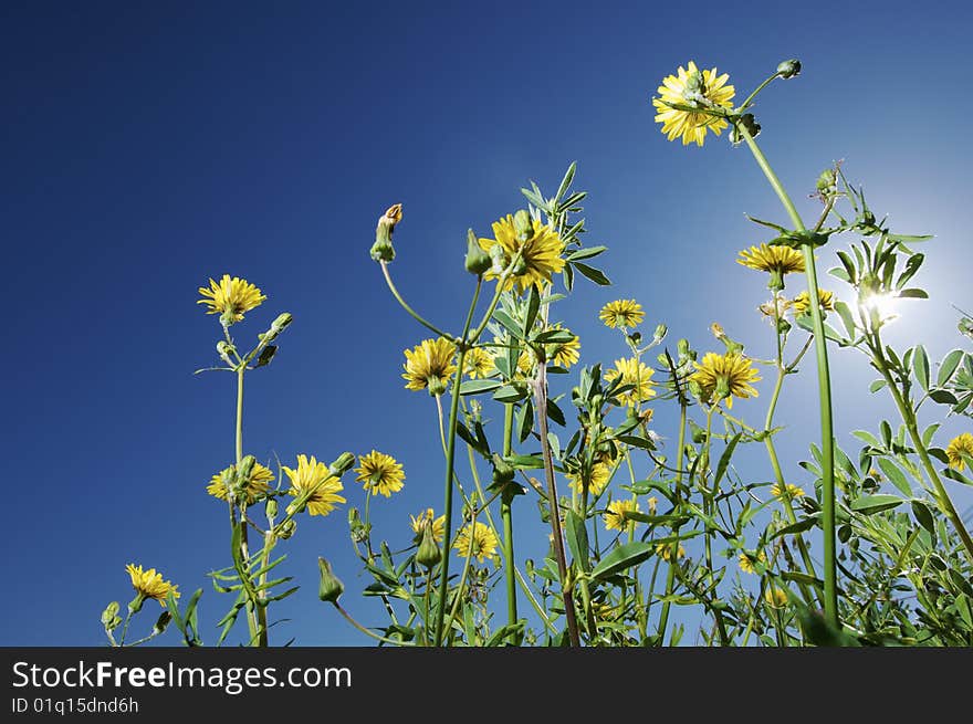 Group of yellow flowers photographed from below