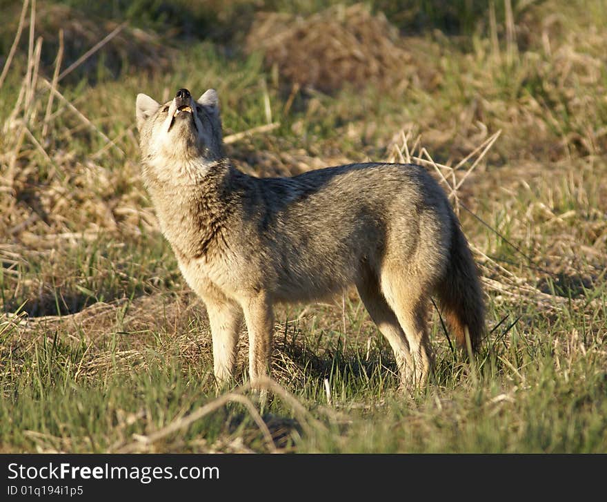 Coyote howling in the wild in early spring.