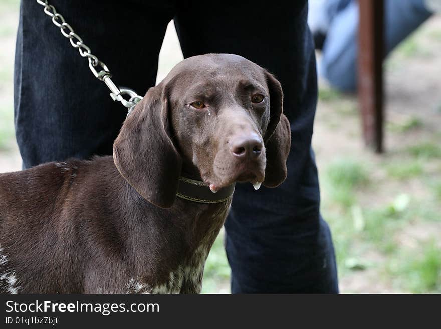 Trackhound at an exhibition of dogs