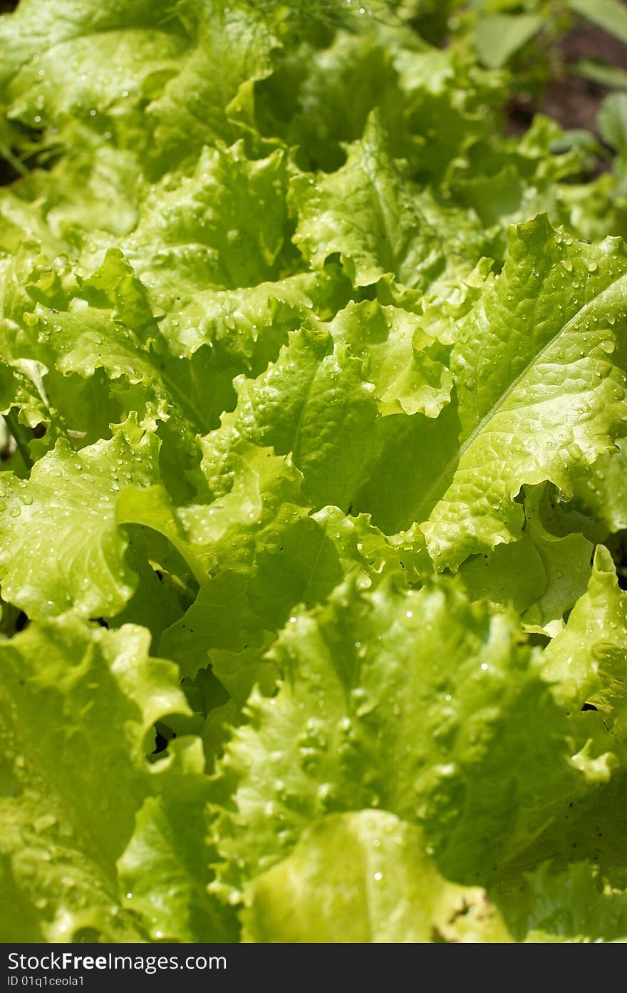 Garden bed of lettuce