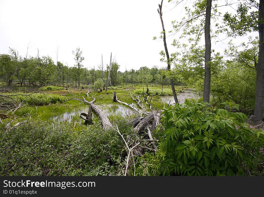 Twisted trees in bog