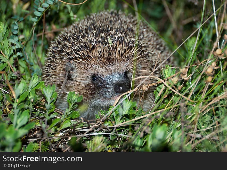 Hedgehog in a grass