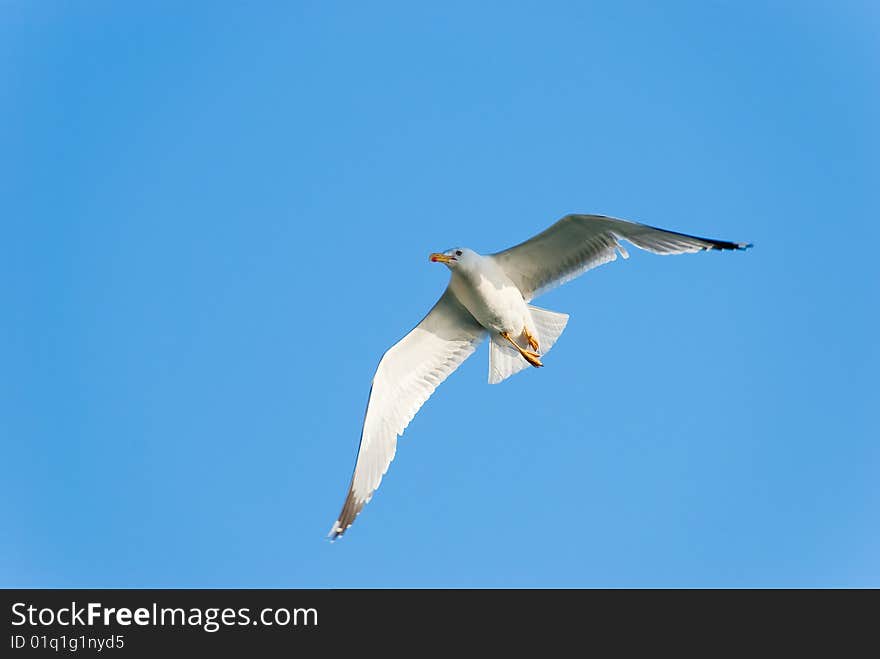 Flying seagull