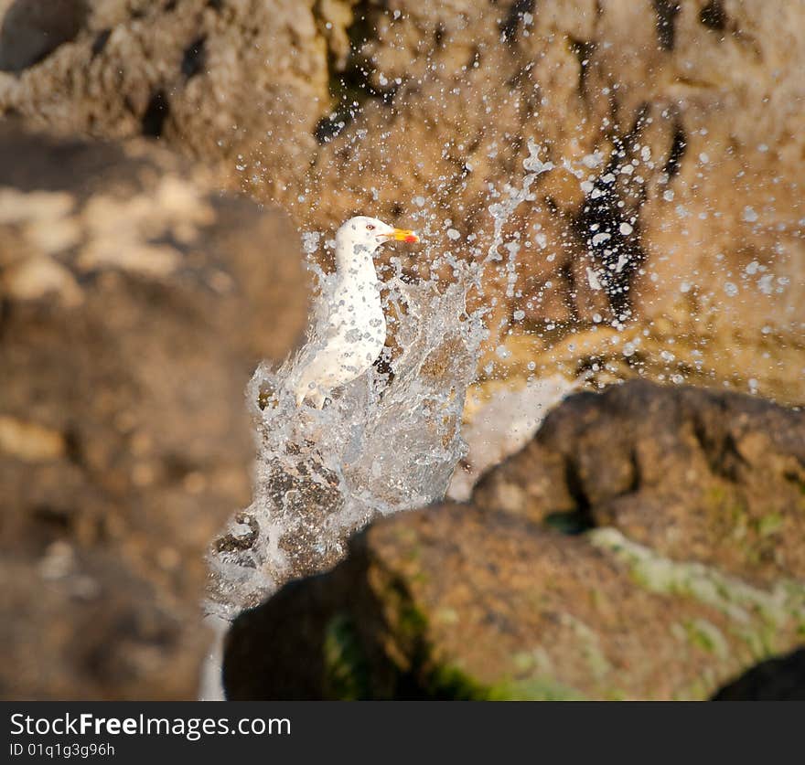 Seagull enjoys splashes of waves