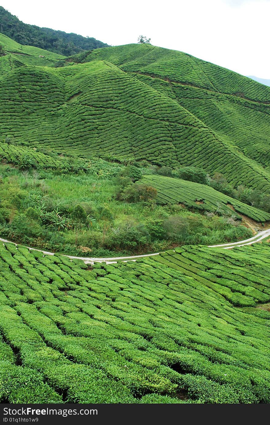 Tea Plantation