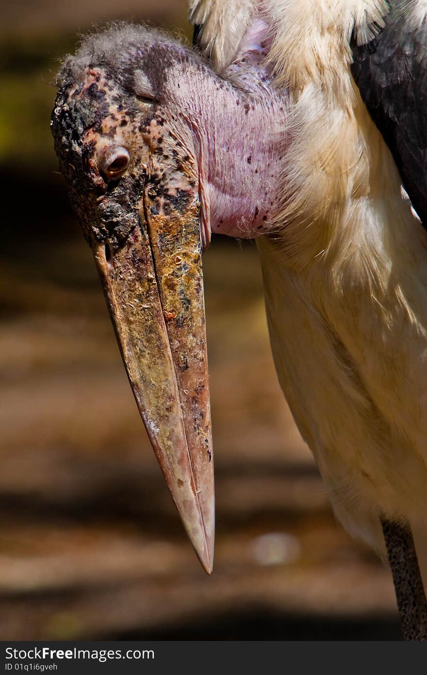 Marabou closeup in the zoo