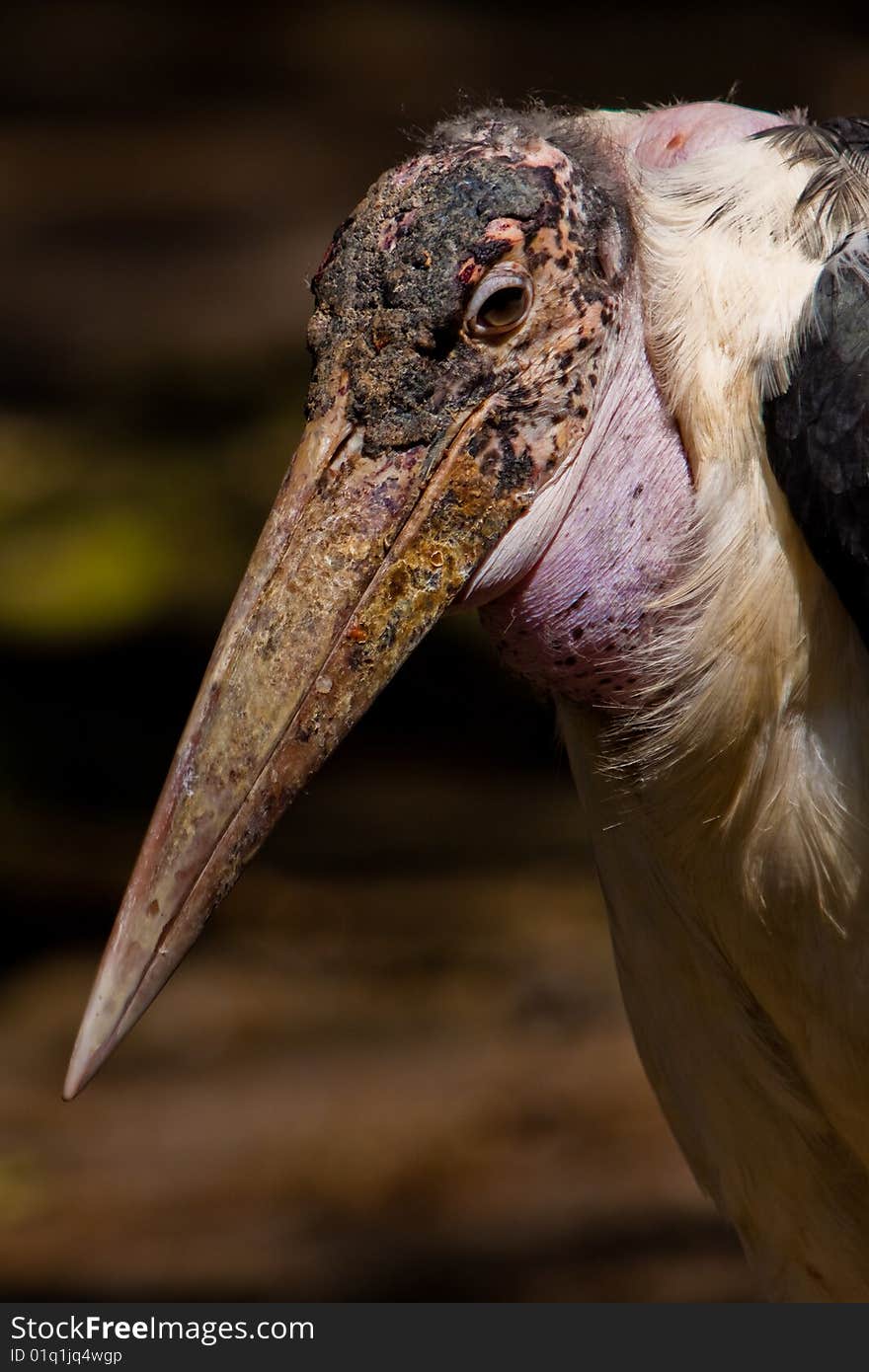 Marabou closeup in the zoo