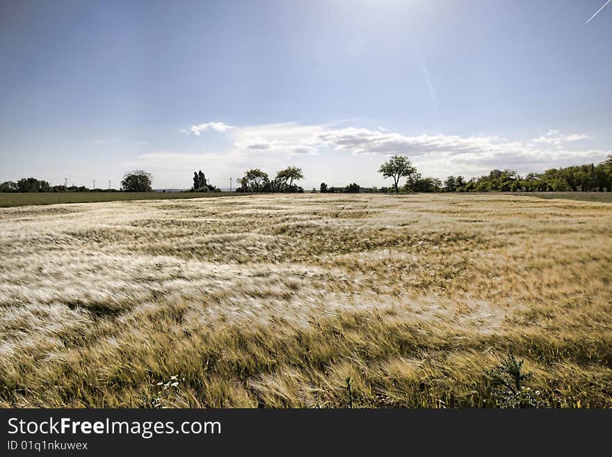 Golden grain under the sun