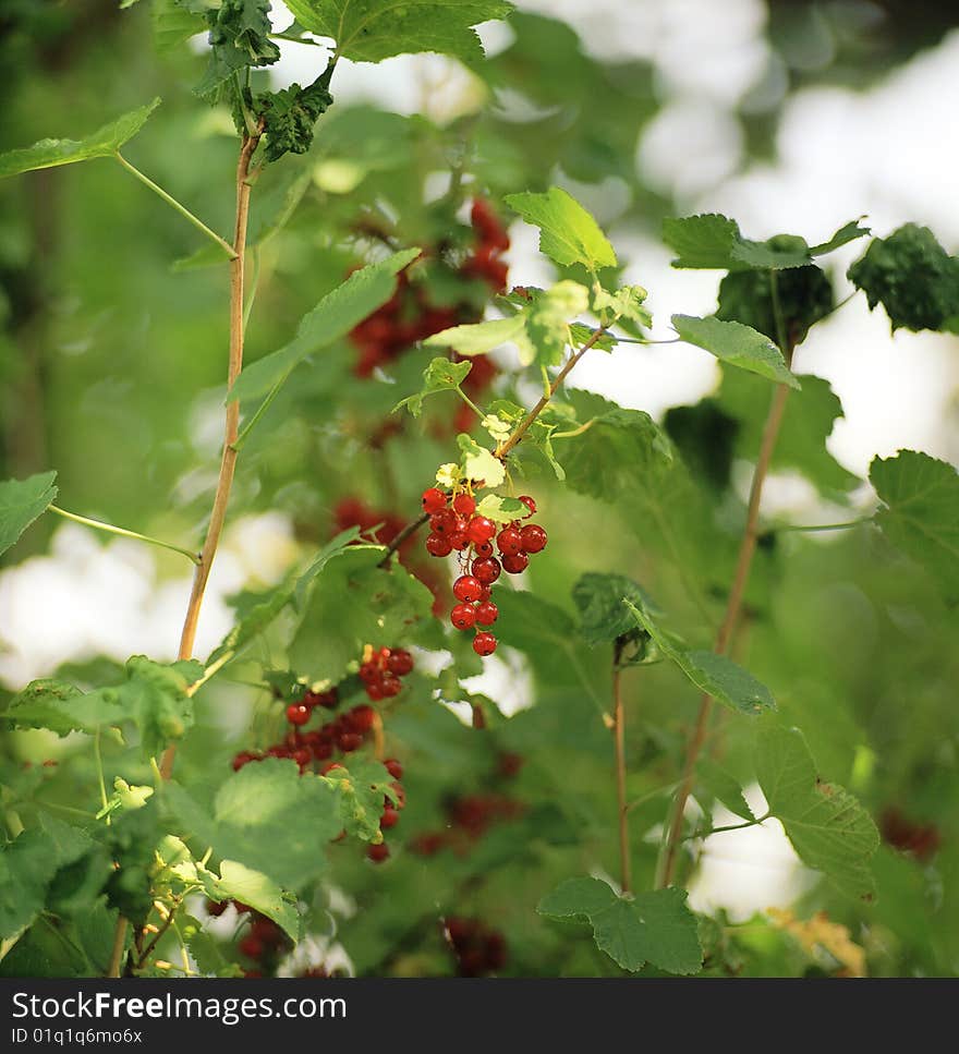 Red currant