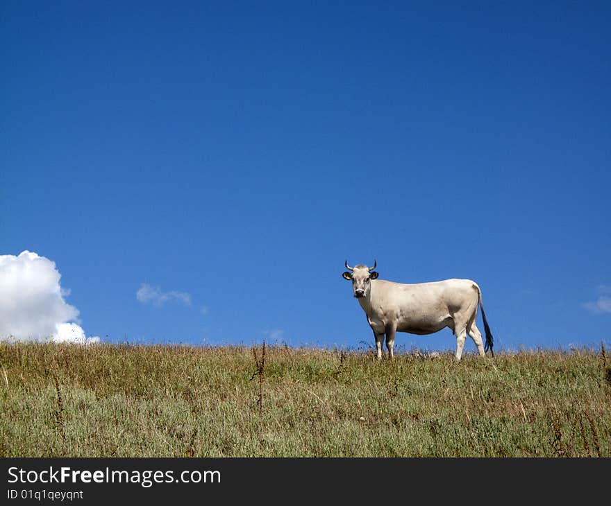 Blue skyline cow and white cloud. Blue skyline cow and white cloud