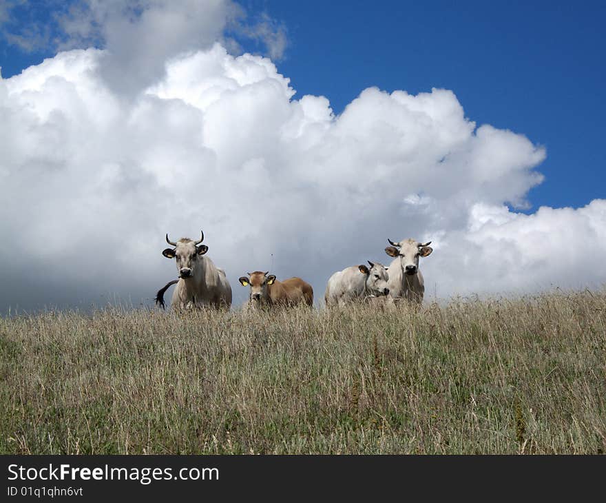 Cows on clouds background