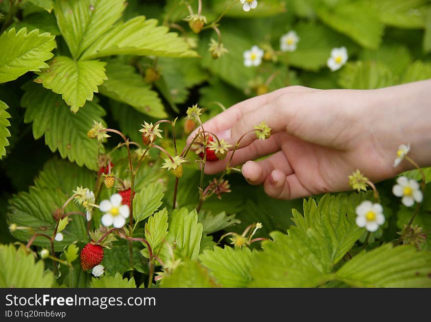 Collection of strawberries