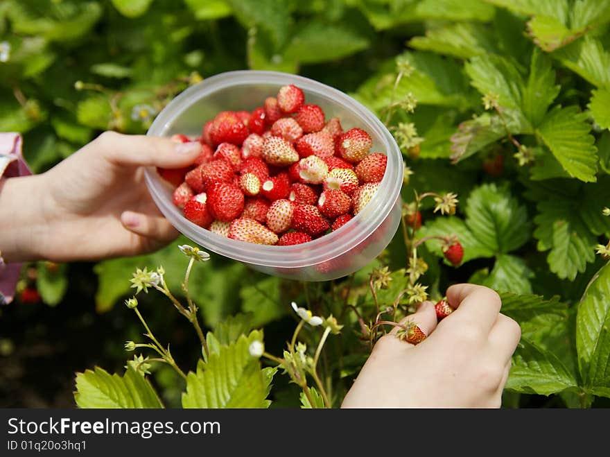 Collection of strawberries