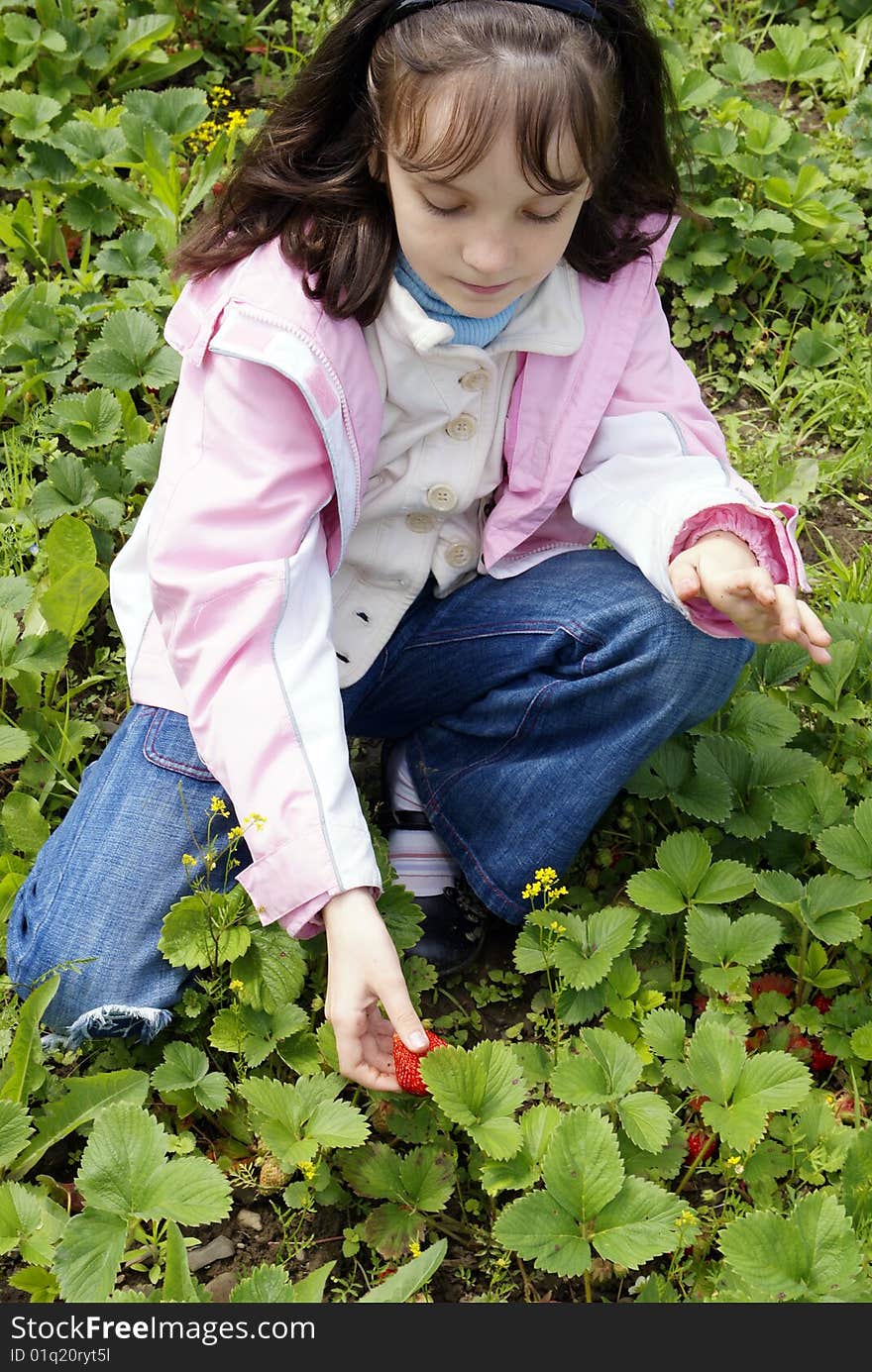 Beautiful girl collects ripe strawberries. Beautiful girl collects ripe strawberries