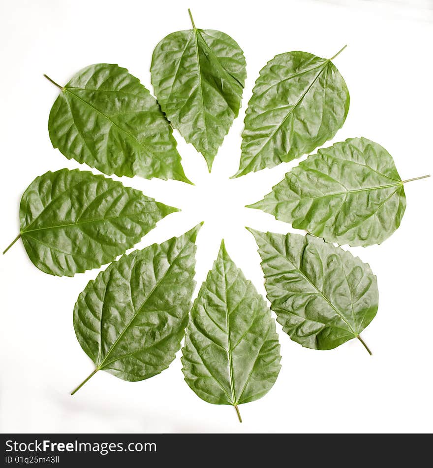 Ornament from green leaves against the white background. Ornament from green leaves against the white background