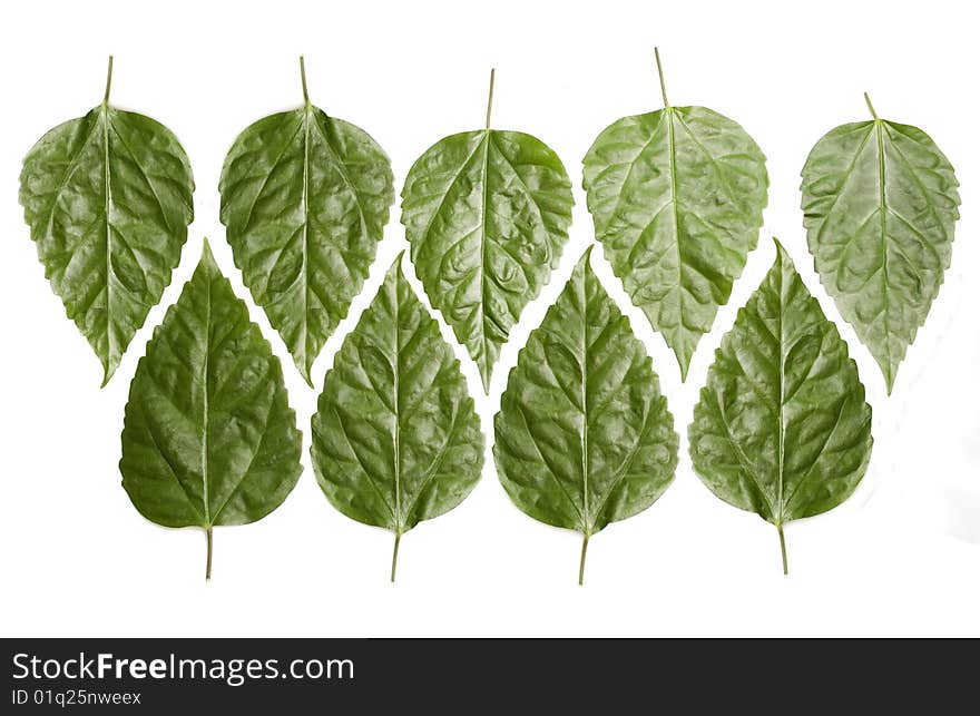 Ornament from green leaves against the white background. Ornament from green leaves against the white background