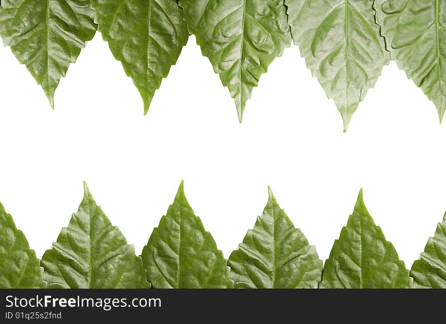 Ornament from green leaves against the white background. Ornament from green leaves against the white background